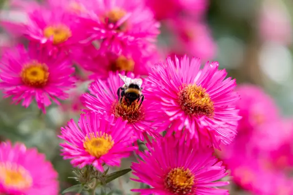 Yazın bir yaban arısı pembe bir çiçekte polen toplar.
