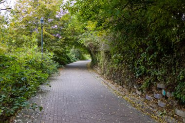 Sonbahar ormanı boyunca toprak yol, ekim günü manzara.