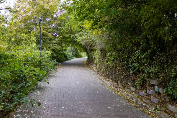 Sonbahar ormanı boyunca toprak yol, ekim günü manzara.