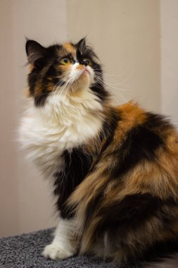 Güzel pofuduk kedi oturma odasında kameraya bakıyor..