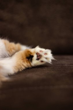 Tatlı pofuduk kedi portresi yalan söylüyor ve kameraya bakıyor..