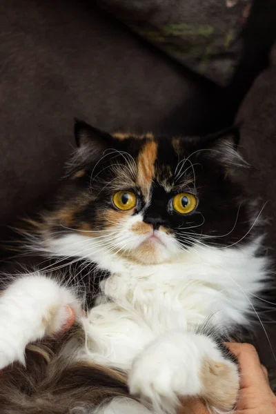 Schönes Flauschiges Katzenporträt Selektiver Fokus — Stockfoto
