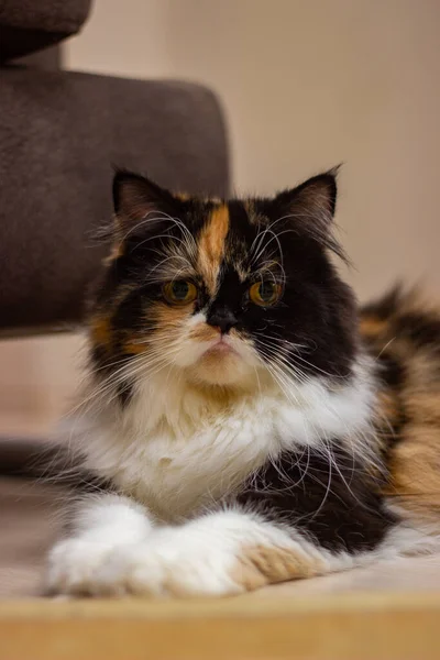Porträt Einer Süßen Katze Mit Einem Breiten Lächeln — Stockfoto