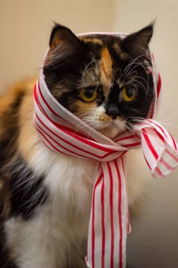 Kırmızı papyonlu kedi.