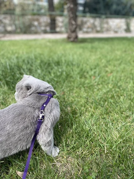 Yeşil bir çayırın önündeki kedi, yakın plan.,