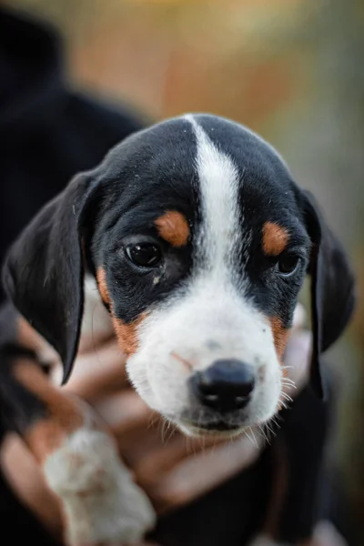 Retrato Cão Beagle Close — Fotografia de Stock