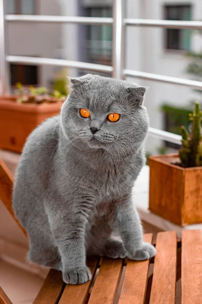 Scottish Fold Shorthair Cat — Photo