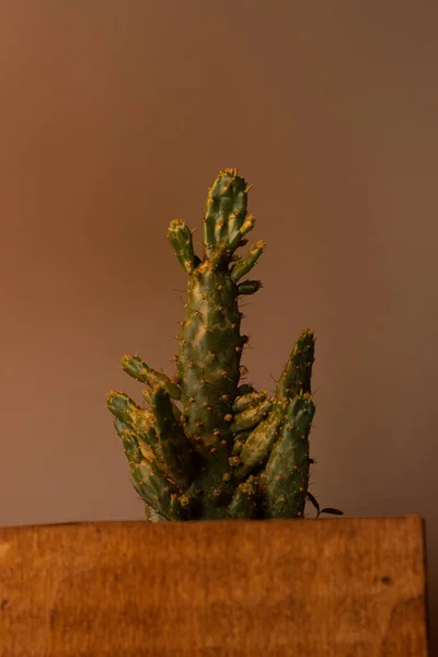 Kaktus Mörk Bakgrund Med Kopieringsutrymme — Stockfoto