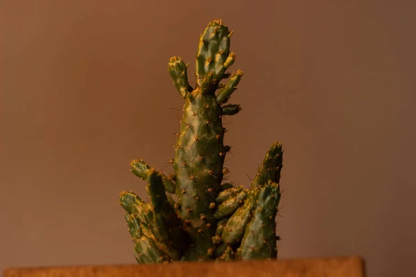 Kaktüs Bitkisinin Yakın Çekimi — Stok fotoğraf