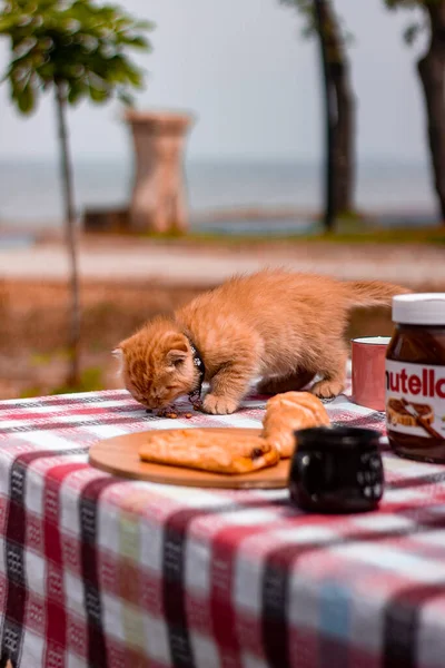 Yazın tatlı kedi yavrusu ve kahve. 