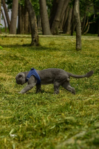Yeşil Arka Planda Sevimli Bir Köpek Yavrusu — Stok fotoğraf