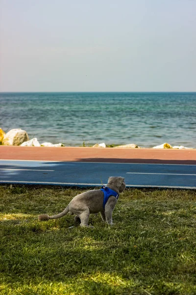 Kumsaldaki Köpek — Stok fotoğraf