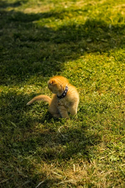 Çimlerin üzerinde bir sincabın yakın plan fotoğrafı. 
