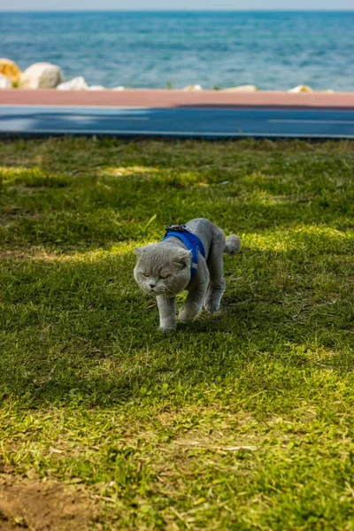 Dışarıda Oynayan Sevimli Bir Köpek Yavrusu — Stok fotoğraf