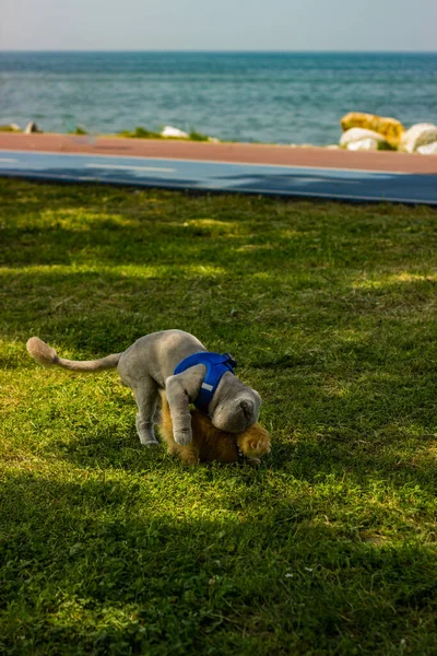 Kumsaldaki Sevimli Köpek — Stok fotoğraf