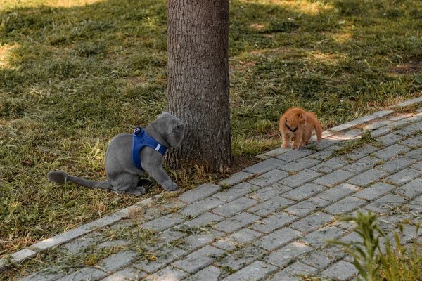 Bir Kedi Sokakta Yürüyor — Stok fotoğraf