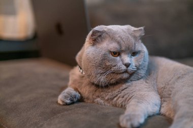 İskoç kedisi uzandı