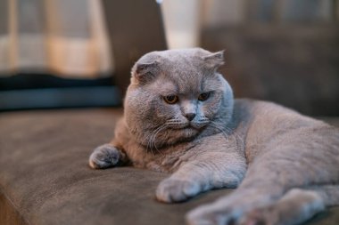 Yerdeki İskoç kedisi