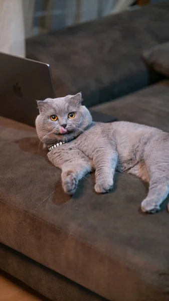 Katt Liggande Soffan — Stockfoto