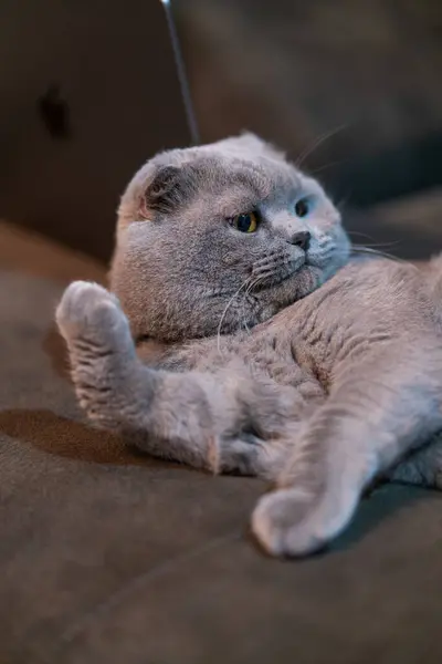 Шотландская Кошка Лежит Полу Дома — стоковое фото