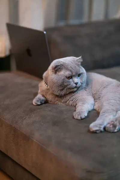 Brytyjski Kot Laptop — Zdjęcie stockowe