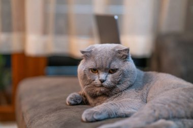 İskoç kedi portresi