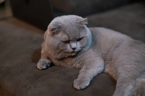 Gato Escocês Deitado Chão Casa — Fotografia de Stock