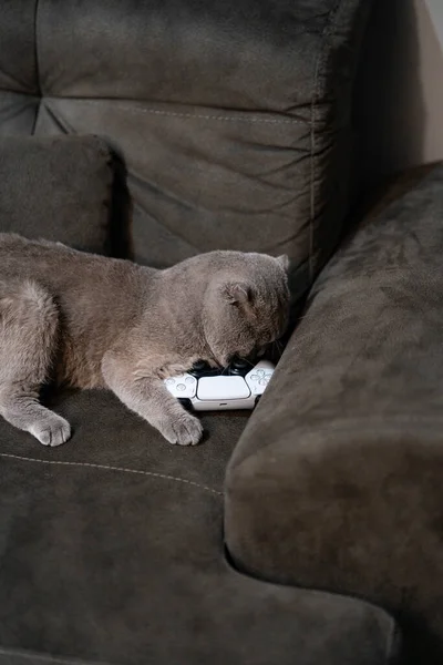 Cat Lying Sofa Remote Control High Quality Photo — Stock Photo, Image
