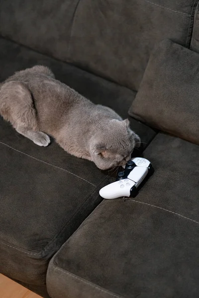 Bir kedi televizyon izliyor.