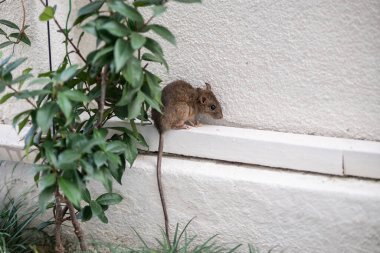 Bahçedeki kahverengi fare