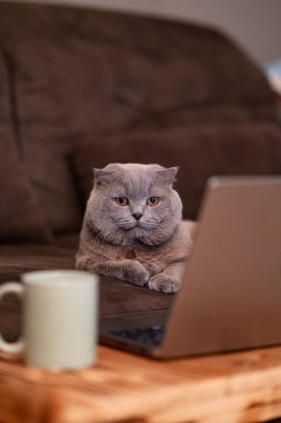 Bir kanepede oturan kedi