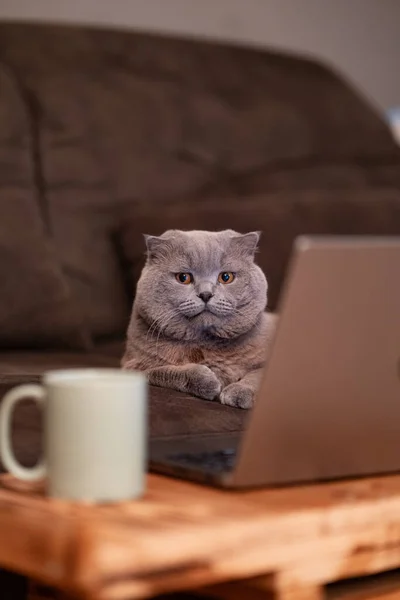 a cat with a laptop and a cup of tea on a gray sofa in the room