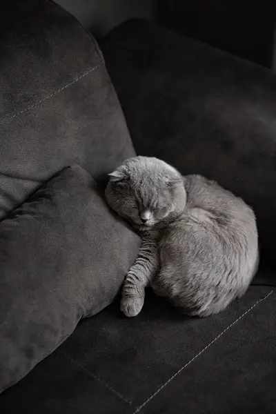 Kedi kanepede uzanıyor.