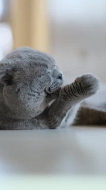 İskoç Katlanan Kedi Yavaş Hareketi