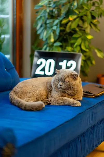Kedi kanepede uyuyor.