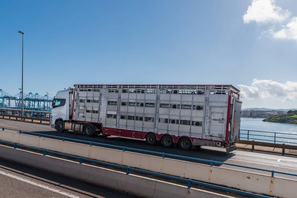 Camión Jaula Para Transporte Ganado Que Entra Puerto Algeciras — Foto de Stock