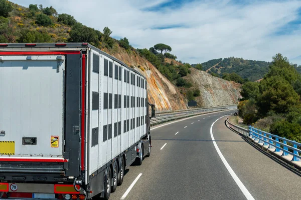 Camión Semirremolque Especial Para Transporte Ganado Que Circula Por Carretera — Foto de Stock