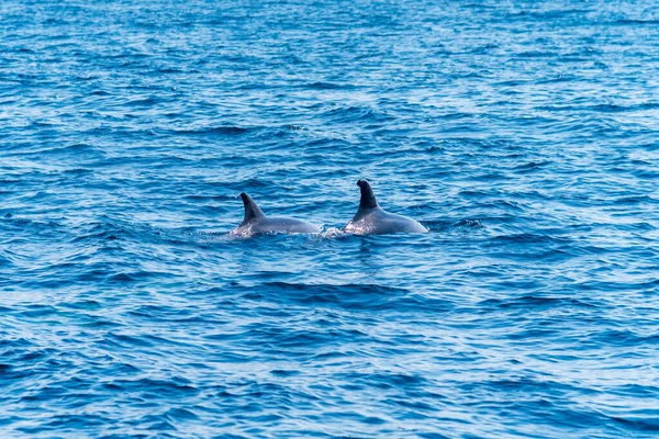 Delfini Che Ficcano Loro Pinna Sopra Acqua Mentre Cercano Cibo — Foto Stock