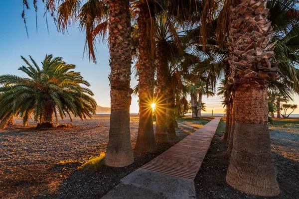 Walkway lined with palm trees that gives access to the Poniente beach of Motril, Costa Tropical de Granada.