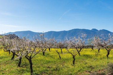 Badem ağaçları çiçek açıyor, beyaz çiçekleriyle badem ağaçlarının renkli manzarası..