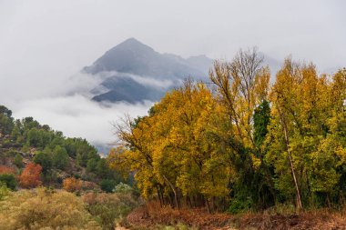 Sonbaharın tipik renklerine sahip bazı ağaçların manzarası ve arka planda bulutlarla çevrili dağların zirveleri..