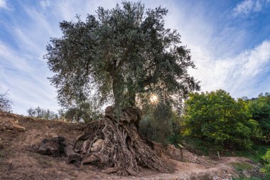 Köklerini açık bırakan antik zeytin ağacı, Los Guajares, Granada.