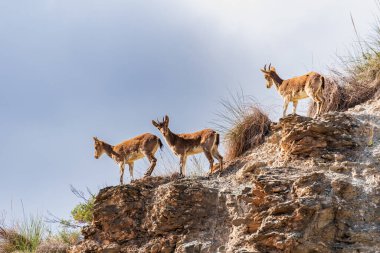 Sierra Nevada 'da bir yamaçtaki birkaç dağ keçisi.