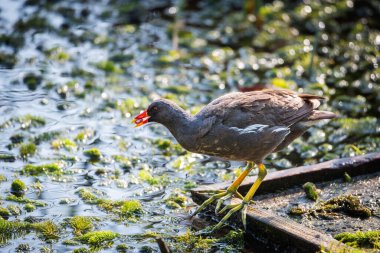 Bataklıktaki gagasında yiyecek olan yaygın bozkır tavuğu (Gallinula kloropus).