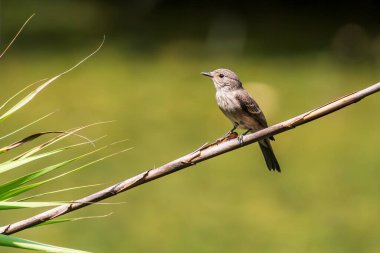 Spotted Flycatcher (Muscicapa striata) doğal ortamda bir dala tünemiş.