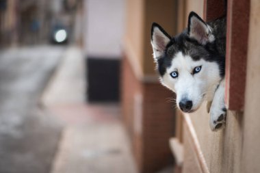 Sokağın penceresinden dışarı bakan iri yarı bir köpeğin yakın çekimi.