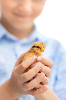 Küçük mutlu çocuk, sarı yumurtadan çıkmış bir civcivle oynuyor. Hayvanla çiftlikte gülen çocuk.
