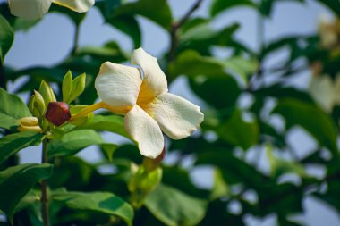 Allamanda, Apocynaceae familyasından bir bitki cinsidir. Meksika 'dan Arjantin' e dağıtılan Amerika kıtasına özgüdürler..