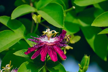 Passiflora racemosa, Brezilya 'nın Passifloraceae familyasından bir bitki türü..