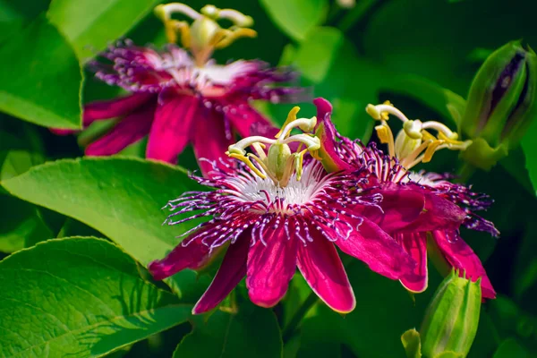 Passiflora racemosa, Brezilya 'nın Passifloraceae familyasından bir bitki türü..